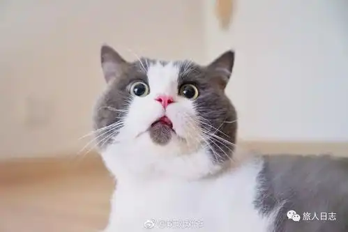  啊啊啊前方吸猫高能怎么可以这么可爱