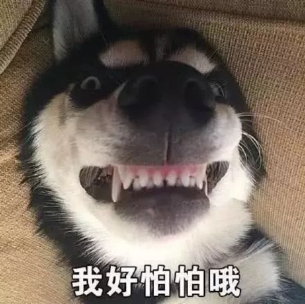  斗图小表情8.14
