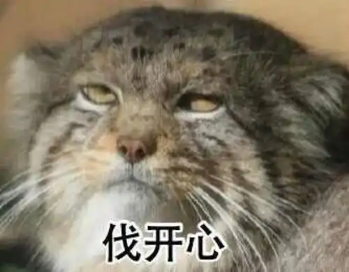  表情包看兔狲的小眼神自行体会