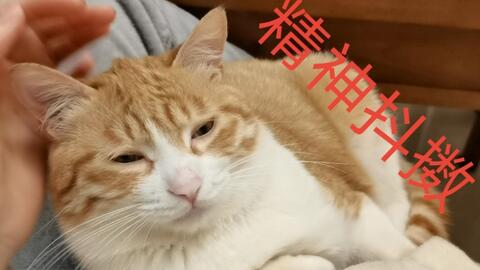  催眠向狗狗