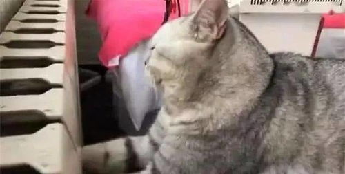  猫咪把手伸到暖气片里取暖,看它那享受的小表情,你就不怕把自己爪子给烤熟了吗
