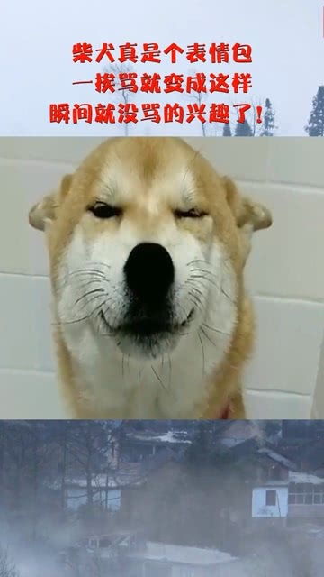  柴犬真是个表情包,一挨骂就变成这样,瞬间就没骂的兴趣了
