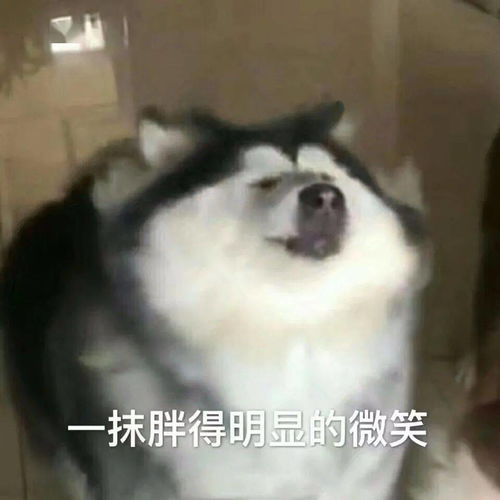  沙雕表情包
