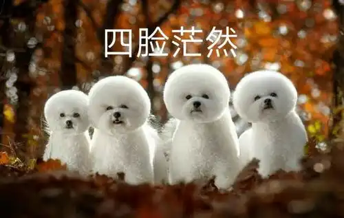  聊天的时候喜欢发表情包的人一般是什么心理