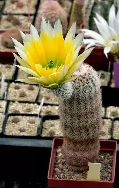  罕见花开,见者有福