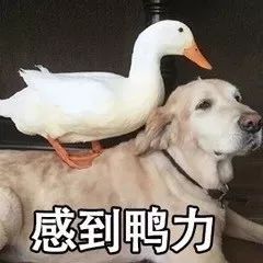  高考放榜惠州新一代学霸出炉下一步就是和他们亲密接触