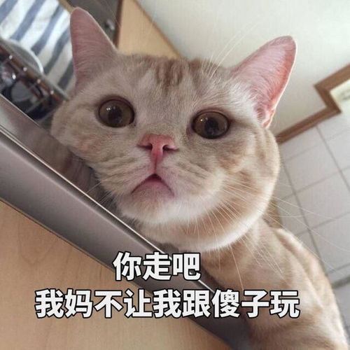  猫咪这7个动作的意思,不知道的,只能证明你养猫有多失败