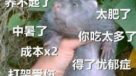  第五人格盲女溜屠滑稽