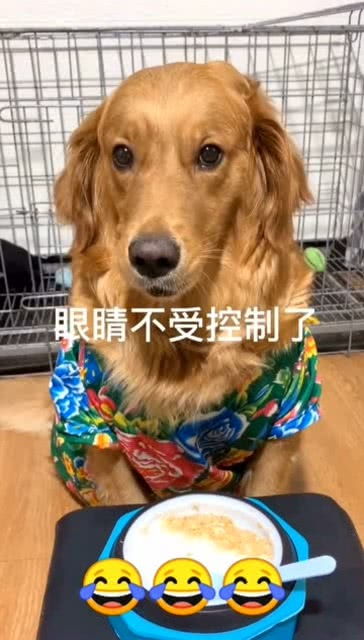  给狗狗吃椰果测试反应,这小表情全程高能