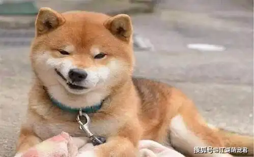 柴犬斜眼表情包汪心