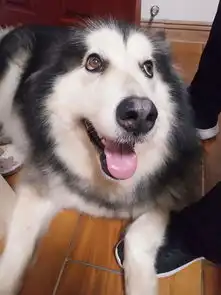  主人为将就阿拉斯加,把它的饭端进空调房里,网友这待遇没谁了