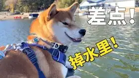  坏蛋铲屎官又欺骗小猫咪了看到满勺子肉肉却吃不到整整喝了十勺子汤