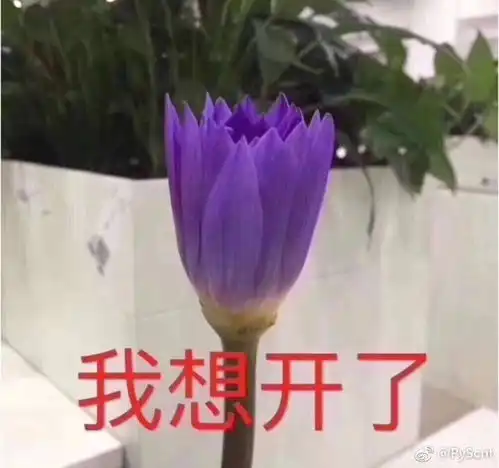  如果你是宠文里的女配怎么办