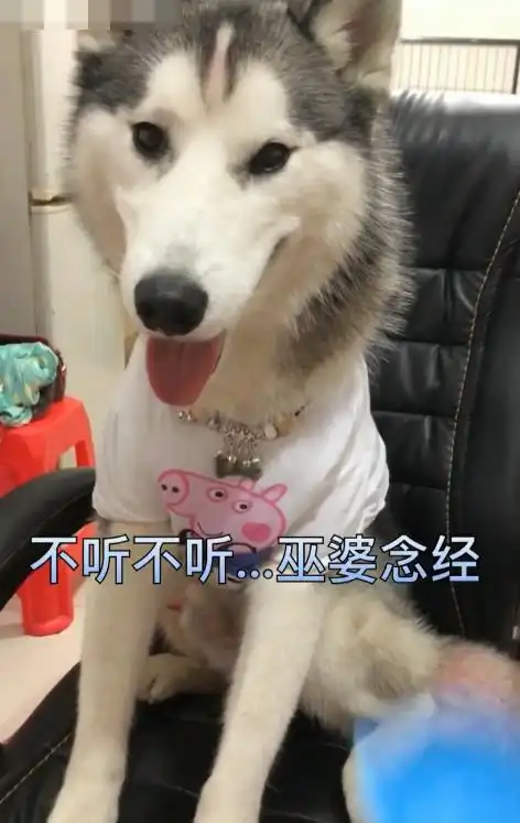  哈士奇穿了小猪佩奇衣服出门还是被揍,回家后被一顿数落
