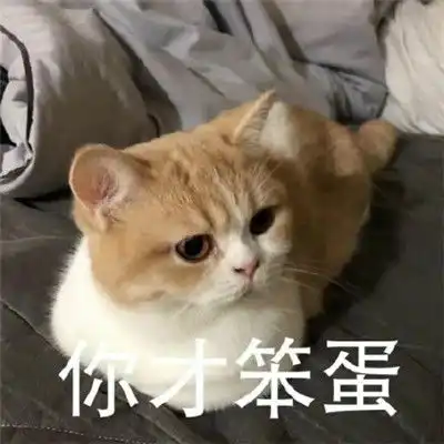  猫咪看笨蛋表情包合集猫咪表情包大眼睛