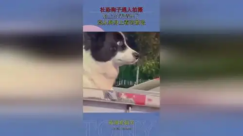  社恐狗子遇人拍摄,脸上的表情绝了,竟从狗身上看到紧张