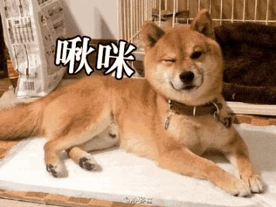 柴犬接住的表情包搞笑