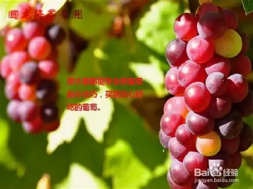  教你怎么挑选葡萄