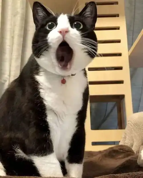 kino猫表情包奶牛猫