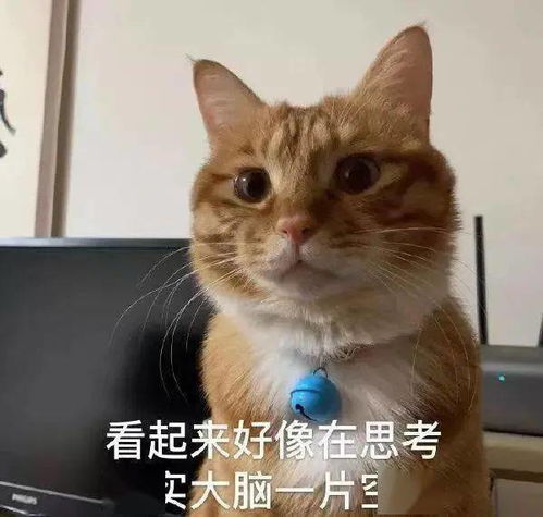  猫吃盐会秃头喂骨头能补钙细数那些养猫交过的智商税