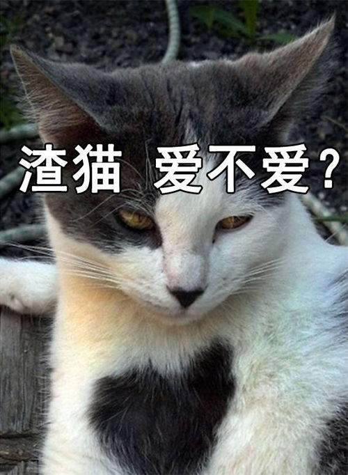  渣猫爱不爱表情包猫咪与渣女表情包真是绝配啊