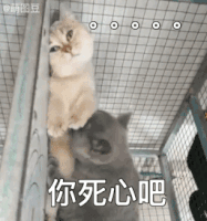  热门斗图搞笑表情包i臭男人欺负我哼