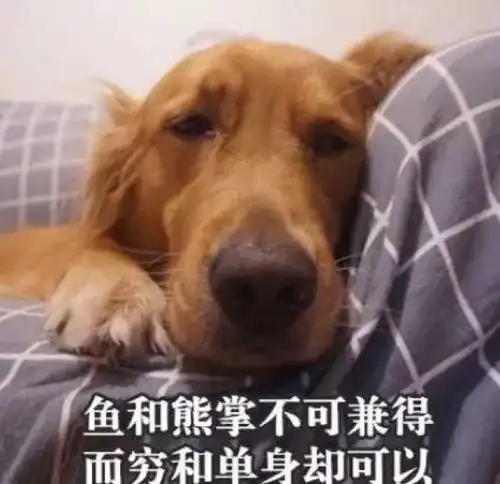  双十一过去了,大家都来看看金毛这些表情包是不是你们本人