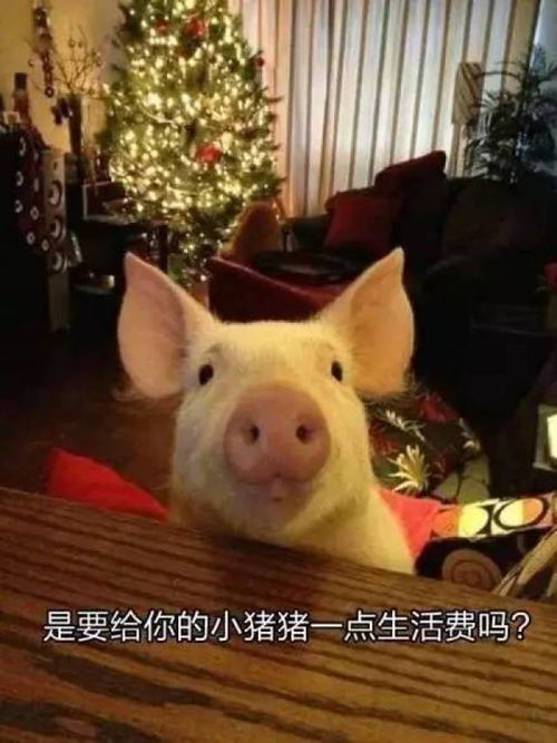 让我摸摸你的表情包生活