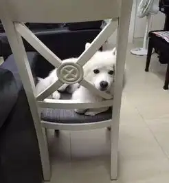  一只萨摩耶的日常,简直就是表情包大全
