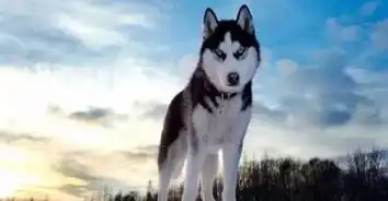 别人家的是哈士奇,你家的却是表情包二哈 别人家的是哈士奇,你家的却是表情包二哈