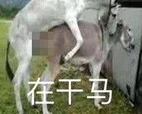 冲鸭类似的表情包羊吃草
