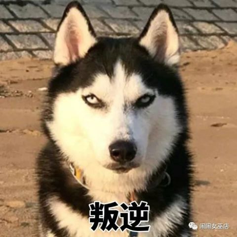 iphone表情包安卓下载哈