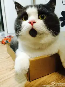  组图omg猫走红肉脸激萌惊呆状神似王诗龄