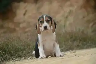  拉萨哪里有比格幼犬出售比格猎犬哪里的好比格一般的价格