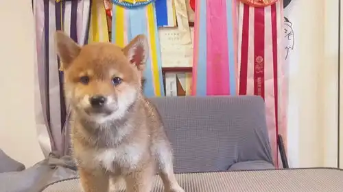  喜欢柴犬的哪些特质