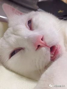  醒着是天使,睡着成魔鬼,这只猫的睡颜一言难尽