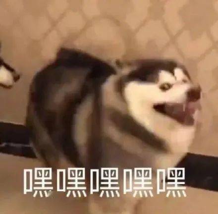 丧黑福造表情包找狗