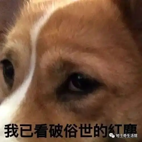  柯基表情帝,萌宠不输二哈