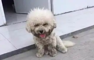  比熊犬滚泥坑回来一脸认错伤心的表情,得到主人原谅后,它却这样