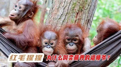  红毛猩猩号称卖萌界的祖师爷,异常聪明,模仿人类堪称一绝