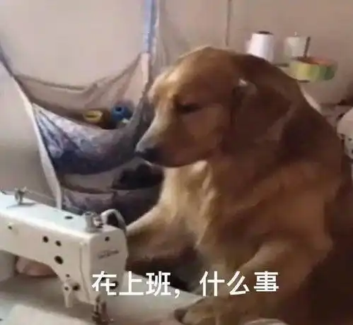  报考各专业的理由,笑死,看完狠狠的心动了