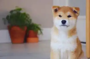  柴犬饲养指南养好这只表情包,你准备好了吗