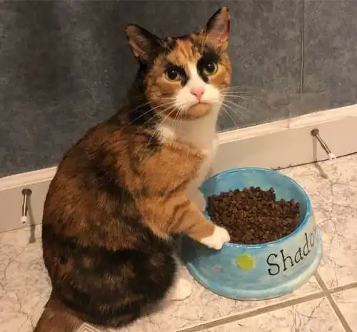  三花猫天生浓眉大眼,既英俊又逗比,网友猫咪就是行走的表情包