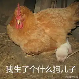  鸡年当日要用新的表情包有些图大悦悦也不是很懂哟