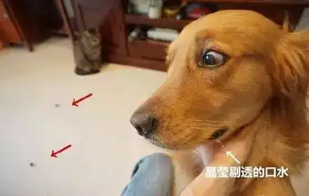  主人把金毛最喜欢吃的牛肉干放在地上,结果被猫咪吃了,它居然委屈到流泪......