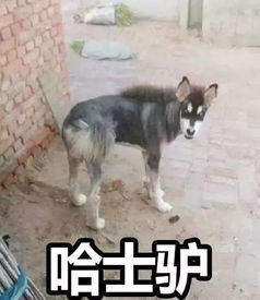  这些哈,因为得罪地球人,竟然被........