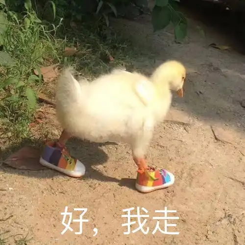  今日份的早餐惨案安利书亦烧仙草