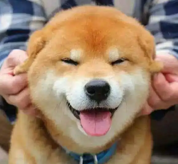  孙红雷黄渤你们的狗来了,快牵走柴犬