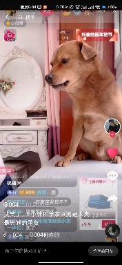  小胖科学家虐狗吗