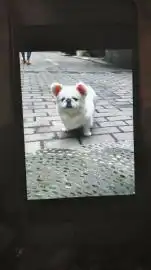  司机碾死京巴犬被套狗链逼下跪脖子上有勒痕